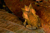 Bornean Horned Frog (Megophrys nasuta) among the leaf litter in the lowland rainforest of Borneo. Danum Valley Conservation Area, Sabah, Malaysia