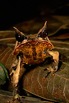 Head portrait of Bornean Horned Frog (Megophrys nasuta) among the leaf litter in the lowland rainforest of Borneo. Danum Valley Conservation Area, Sabah, Malaysia