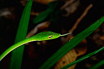 Head portrait of Green Vine / Long nosed tree snake (Ahaetulla prasina) in the lowland rainforest of Borneo. Lambir Hills National Park. Sarawak, Malaysia