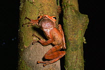 Collett's Tree Frog (Polypedates colletti) on a tree trunk in the lowland rainforest in Borneo. Gunung Palung National Park, Indonesia