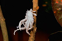 Fulgorid planthopper (family Fulgoroidea) nymph with body covered in secreted white waxy filaments, to conceal it. Borneo, South east Asia