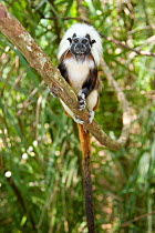 Wild Cotton-top tamarin (Saguinus oedipus) resting on branch in dry tropical forest of Colombia, South America. IUCN List: Critically Endangered