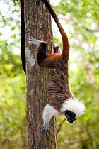 Wild Cotton-top tamarin (Saguinus oedipus) climbing head first down the trunk of a tree in dry tropical forest of Colombia, South America. IUCN List: Critically Endangered