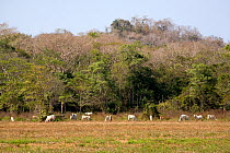 Cattle grazing up to dry tropical forest edge. This pasture was once prime Cotton-top tamarin (Saguinus oedipus) habitat. Colombia, South America. February 2008