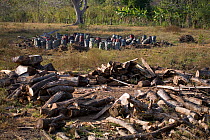Forest wood and charcoal bags at the dry tropical forest edge. This was once prime Cotton-top tamarin (Saguinus oedipus) habitat. Colombia, South America. February 2008