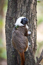 Wild Cotton-top tamarin (Saguinus oedipus) wearing a radio-collar, climbing the trunk of a tree in dry tropical forest of Colombia, South America IUCN List: Critically Endangered