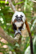Portrait of a wild Cotton-top tamarin (Saguinus oedipus) standing on a branch in dry tropical forest of Colombia, South America IUCN List: Critically Endangered