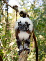 Portrait of wild Cotton-top tamarins (Saguinus oedipus) standing on a branch in dry tropical forest of Colombia, South America IUCN List: Critically Endangered
