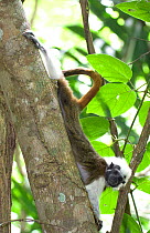 Portrait of wild Cotton-top tamarin (Saguinus oedipus) stretching in dry tropical forest of Colombia, South America IUCN List: Critically Endangered