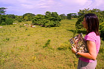 Conservation biologist and founder of the Proyecto Titi conservation programme Anne Savage looking over cattle pasture, which was once prime Cotton-top tamarin habitat. Colombia. South America. July 2...