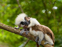 Two Wild Cotton-top tamarins (Saguinus oedipus) face-pressing (never before photographed behaviour). Colombia, South America IUCN List: Critically Endangered