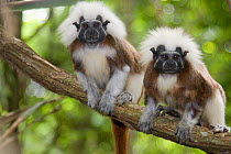 Portrait of two wild Cotton-top Tamarins (Saguinus Oedipus) resting on vine in tropical dry forest of Colombia, South America. IUCN List: Critically Endangered