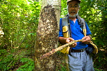 Biologist Luis Soto inspects a caterpillar on end of stick. These are a food source for the  Cotton-top Tamarins (Saguinus Oedipus) Colombia, South America. July 2008
