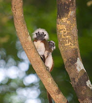 Wild Cotton-top tamarin (Saguinus oedipus) male carrying a baby on his back in the dry tropical forest of Colombia, South America. IUCN List: Critically Endangered