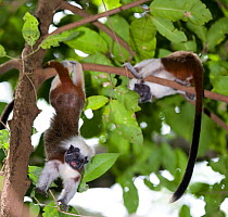Wild Cotton-top tamarin (Saguinus oedipus)  hanging from hind legs (never before observed behaviour) in the dry tropical forest of Colombia, South America. IUCN List: Critically Endangered