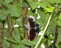 Wild Cotton-top tamarin (Saguinus oedipus) carrying a baby on its back in the dry tropical forest of Colombia, South America. IUCN List: Critically Endangered