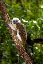 Wild Cotton-top tamarin (Saguinus oedipus) clings to a branch after rainstorm in the dry tropical forest of Colombia, South America. IUCN List: Critically Endangered