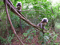 Wild Cotton-top tamarins (Saguinus oedipus) climbing up fallen branches in dry tropical forest of Colombia, South America. IUCN List: Critically Endangered