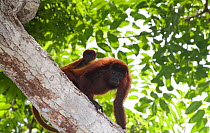 Red howler monkey (Alouatta seniculus) with baby on back, in the dry tropical forest of Colombia, South America.