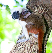 Wild Cotton-top Tamarin (Saguinus Oedipus) with very young baby on its back, resting on vine in tropical dry forest of Colombia, South America. IUCN List: Critically Endangered