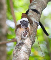 Wild Cotton-top Tamarin (Saguinus Oedipus) stretchng on tree trunk, in tropical dry forest of Colombia, South America. IUCN List: Critically Endangered