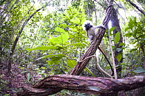 Wild Cotton-top Tamarin (Saguinus Oedipus) on vine, in tropical dry forest of Colombia, South America. IUCN List: Critically Endangered