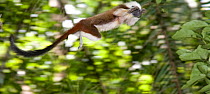Wild Cotton-top tamarin (Saguinus oedipus) appears to fly through the air as it jumps from branch to branch in the dry tropical forest of Colombia, South America IUCN List: Critically Endangered