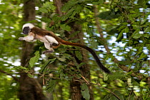 Wild Cotton-top tamarin (Saguinus oedipus) appears to fly through the air as it jumps from branch to branch in the dry tropical forest of Colombia, South America. IUCN List: Critically Endangered