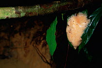 Wallace's flying frog (Rhacophorus nigropalmatus) foam nest with eggs above a pig wallow pool in the lowland rainforest of Danum Valley Conservation Area, Sabah, Borneo, Malaysia.