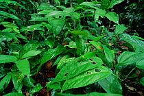 Katydid / bush cricket (Tettigoniidae) camouflaged on green leaves of rainforest understory foliage, Gunung Palung National Park, Borneo, West Kalimantan, Indonesia