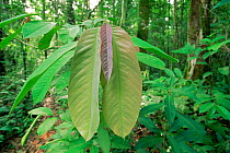 New leaves on a tree seedling in the rainforest understory, Gunung Palung National Park, Borneo, West Kalimantan, Indonesia