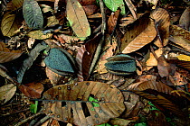 Husks of Neesia fruits and leaf litter cover the floor of lowland rainforest, Gunung Palung National Park, Borneo, West Kalimantan, Indonesia