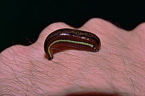 Borneo Tiger leech (Haemadipsa picta) engorged with blood opn human hand, Gunung Palung National Park, Borneo, West Kalimantan, Indonesia