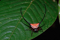 Spiny-backed orb-weaver spider (Gasteracantha sp) on rainforest leaf in Gunung Palung National Park, Borneo, West Kalimantan, Indonesia