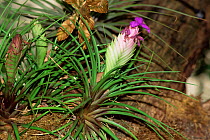 Bromeliad plant (Bromeliaceae) in flower. Native to the neotropics, cultivated specimen, San Diego, California, USA
