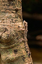 Kuhl's flying gecko (Ptychozoon kuhlii) camouflaged on tree trunk in lowland rainforest, Gunung Palung National Park, Borneo, West Kalimantan, Indonesia