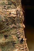 Kuhl's flying gecko (Ptychozoon kuhlii) camouflaged on tree trunk in lowland rainforest, Gunung Palung National Park, Borneo, West Kalimantan, Indonesia