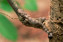 Kuhl's flying gecko (Ptychozoon kuhlii) camouflaged on branch in lowland rainforest, Gunung Palung National Park, Borneo, West Kalimantan, Indonesia