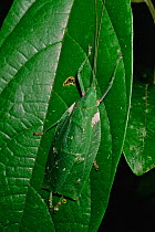 Katydid (Tettigonidae) with green leaf pattern on its wings, lying flattened and camouflaged against a leaf. Gunung Palung National Park, Borneo, West Kalimantan, Indonesia