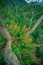 Giant orchid (Grammatophyllum speciosum) growing high in the rainforest canopy. This species is the world's largest orchid, with flowering stalks reaching 3 m long. Gunung Palung National Park, Borneo...