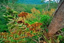 Giant orchid (Grammatophyllum speciosum) growing high in the rainforest canopy in Borneo. This species is the world's largest orchid, with flowering stalks reaching 3 m long. Gunung Palung National Pa...
