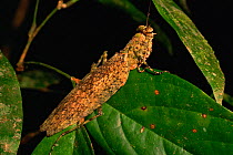 Praying mantis (Mantodea) resembling tree bark, resting on leaves, Gunung Palung National Park, Borneo, West Kalimantan, Indonesia