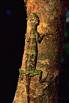Flying dragon lizard (Draco sp) camouflaged on tree trunk in rainforest, Gunung Palung National Park, Borneo, West Kalimantan, Indonesia