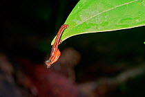 Borneo tiger leech (Haemadipsa picta) two individuals appear to be mating on a leaf. Gunung Palung National Park, Borneo, West Kalimantan, Indonesia