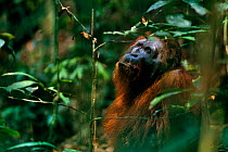Adult male Bornean orangutan (Pongo pygmaeus) known as Rocky, in "past-prime" condition, having lost his big cheek pads. Gunung Palung National Park, Borneo, West Kalimantan, Indonesia, Endangerd spec...