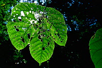 Leaf of a Macaranga tree (Macaranga sp) heavily eaten by insects, lowland rainforest in Lambir Hills National Park, Sarawak, Borneo, Malaysia