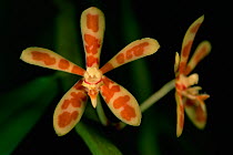 Wild orchid (Trichoglottis bipenicillata) from the rainforest of Borneo, Sabah State, Malaysia.