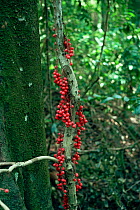 A small fruiting tree (Baccaurea sp) in the lowland rainforest, Fruits sprouting from the trunk are an example of Cauliflory, Borneo, Indonesia