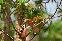Unidentifed parasitic plant growing on a tree branch in Bako National Park, Sarawak, Borneo, Malaysia