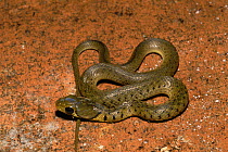 Chequered keelback snake (Xenochrophis piscator) juvenile, Borneo, Indonesia